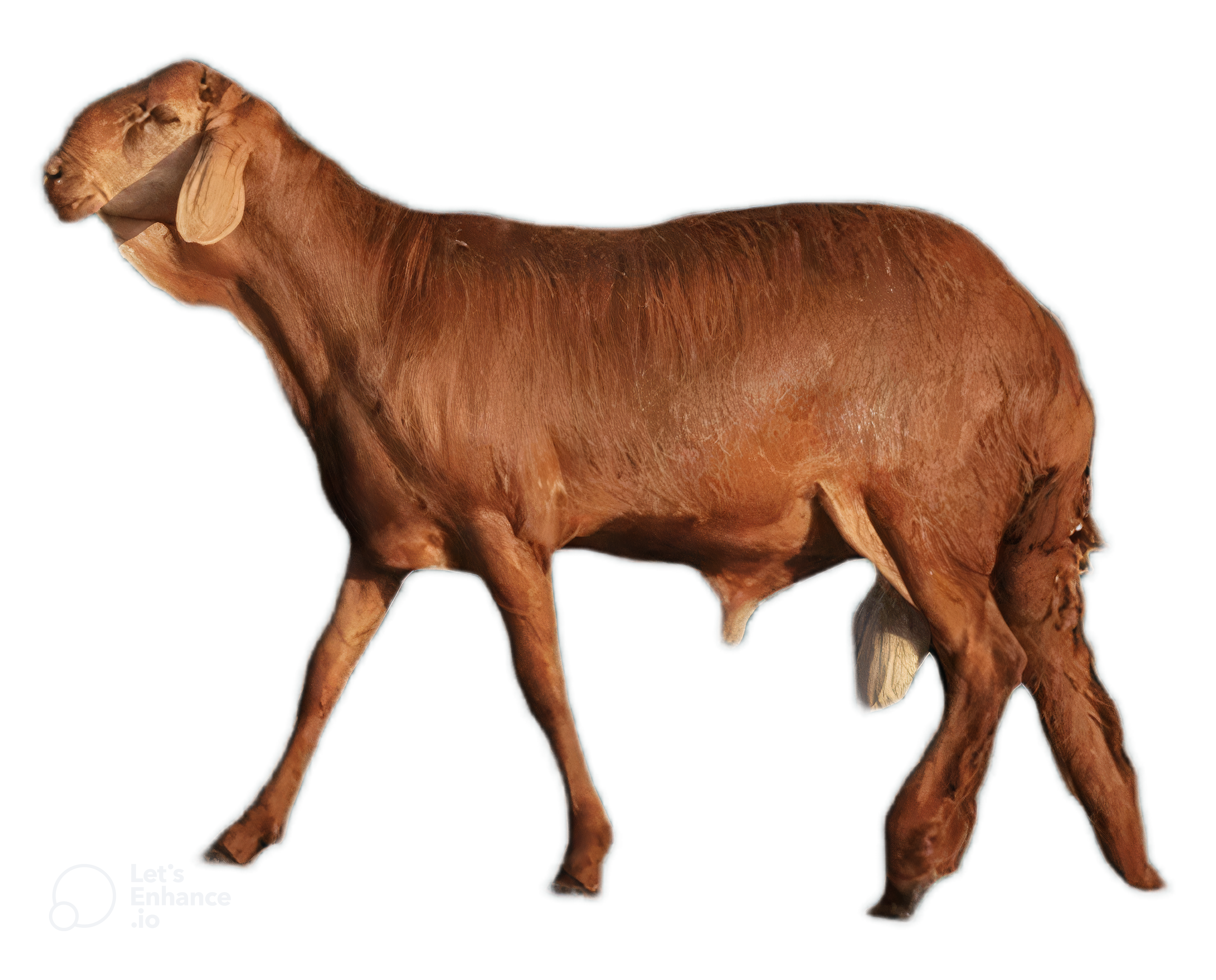 Red sawakni from 15 to 18 kilos