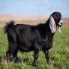 Goat from 10 to 12 kg - Image 2