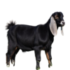 Goat from 10 to 12 kg