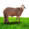 ⁦سواكني حمرى من 15 الي 18 كيلو⁩ - الصورة ⁦2⁩