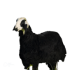 Goat from 10 to 12 kg - Image 3